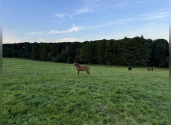 Niemiecki koń sportowy, Ogier, Źrebak (04/2024), Ciemnokasztanowata