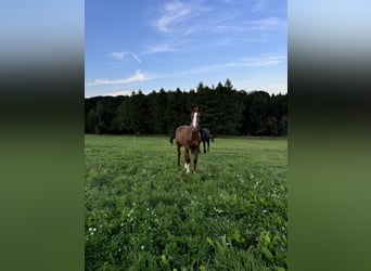 Niemiecki koń sportowy, Ogier, Źrebak (04/2024), Ciemnokasztanowata