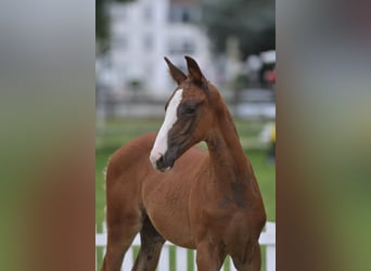 Niemiecki koń sportowy, Ogier, Źrebak (05/2023), Ciemnokasztanowata