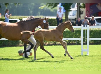 Niemiecki koń sportowy, Ogier, Źrebak (05/2025), Gniada