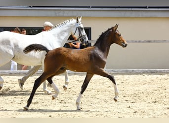 Niemiecki koń sportowy, Ogier, Źrebak (04/2023), Gniada