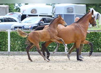 Niemiecki koń sportowy, Ogier, Źrebak (04/2023), Gniada