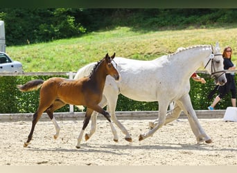 Niemiecki koń sportowy, Ogier, Źrebak (04/2023), Gniada