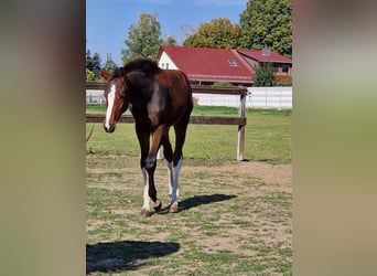 Niemiecki koń sportowy, Ogier, Źrebak (04/2026), Gniada