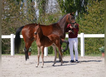 Niemiecki koń sportowy, Ogier, Źrebak (03/2024), Gniada