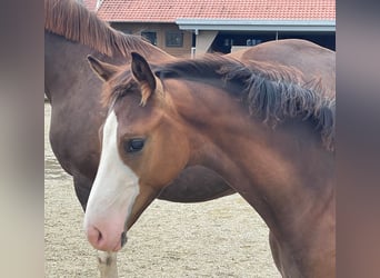 Niemiecki koń sportowy, Ogier, Źrebak (03/2025), Gniada