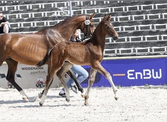 Niemiecki koń sportowy, Ogier, Źrebak (03/2025), Gniada