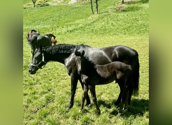 Niemiecki koń sportowy, Ogier, Źrebak (03/2024), Kara