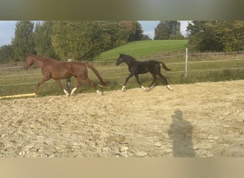 Niemiecki koń sportowy, Ogier, Źrebak (04/2025), Kara