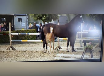 Niemiecki koń sportowy, Ogier, Źrebak (06/2026), Kasztanowata