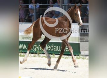 Niemiecki koń sportowy, Ogier, Źrebak (04/2026), Kasztanowata