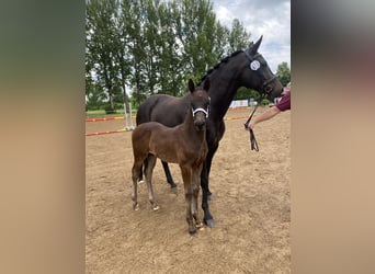 Niemiecki koń sportowy, Ogier, Źrebak (04/2024)