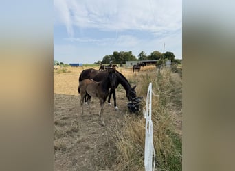Niemiecki koń sportowy, Ogier, Źrebak (01/2026)