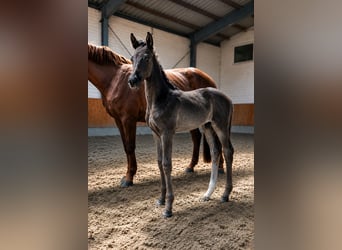 Niemiecki koń sportowy, Ogier, Źrebak (04/2026), Skarogniada