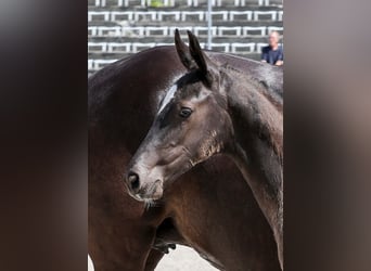Niemiecki koń sportowy, Ogier, Źrebak (04/2025), Skarogniada