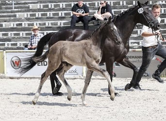 Niemiecki koń sportowy, Ogier, Źrebak (04/2025), Skarogniada