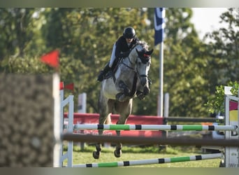 Niemiecki koń sportowy, Wałach, 10 lat, 170 cm, Siwa jabłkowita