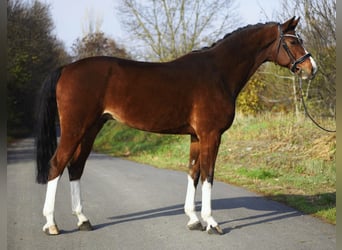 Niemiecki koń sportowy, Wałach, 10 lat, 172 cm, Gniada