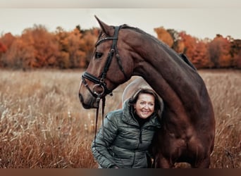 Niemiecki koń sportowy, Wałach, 10 lat, 173 cm, Gniada