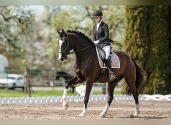 Niemiecki koń sportowy, Wałach, 10 lat, 180 cm, Kara