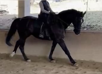 Niemiecki koń sportowy, Wałach, 10 lat, 182 cm, Kara