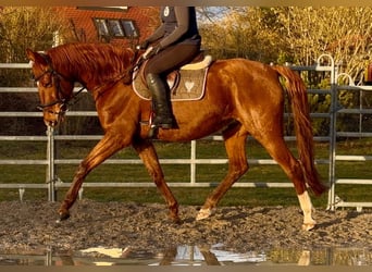 Niemiecki koń sportowy, Wałach, 11 lat, 168 cm, Kasztanowata