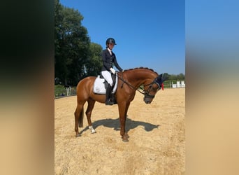 Niemiecki koń sportowy, Wałach, 11 lat, 168 cm, Kasztanowata