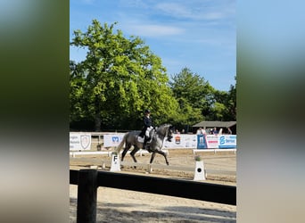 Niemiecki koń sportowy, Wałach, 11 lat, 168 cm, Siwa w hreczce