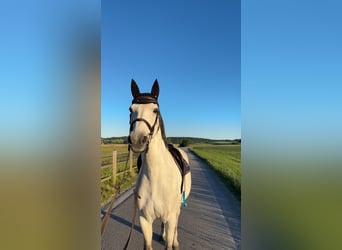 Niemiecki koń sportowy, Wałach, 11 lat, 169 cm, Siwa jabłkowita