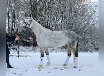 Niemiecki koń sportowy, Wałach, 11 lat, 170 cm, Siwa jabłkowita