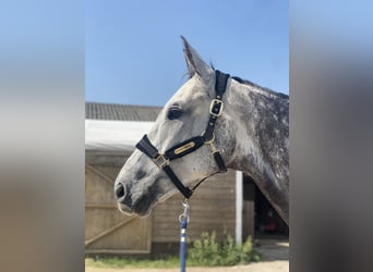 Niemiecki koń sportowy, Wałach, 11 lat, 171 cm, Siwa