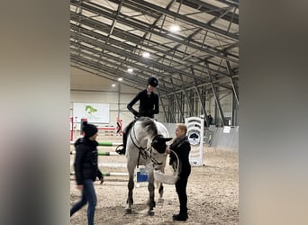 Niemiecki koń sportowy, Wałach, 11 lat, 171 cm, Siwa
