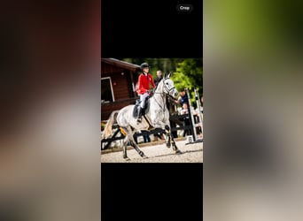 Niemiecki koń sportowy, Wałach, 11 lat, 171 cm, Siwa