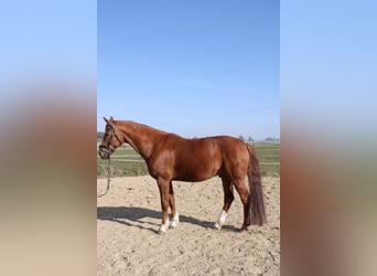 Niemiecki koń sportowy, Wałach, 11 lat, 172 cm, Kasztanowata