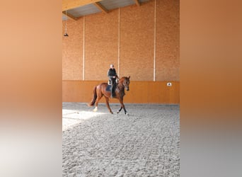 Niemiecki koń sportowy, Wałach, 11 lat, 172 cm, Kasztanowata