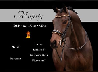 Niemiecki koń sportowy, Wałach, 11 lat, 173 cm, Ciemnogniada