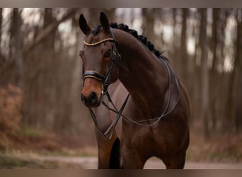 Niemiecki koń sportowy, Wałach, 11 lat, 173 cm, Ciemnogniada