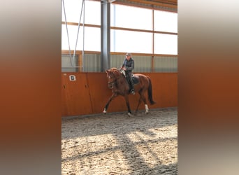 Niemiecki koń sportowy, Wałach, 11 lat, 175 cm, Ciemnokasztanowata