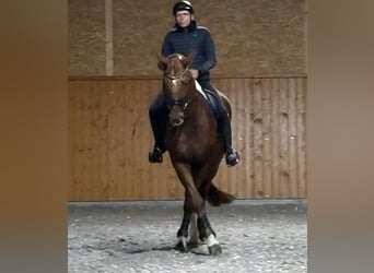 Niemiecki koń sportowy, Wałach, 11 lat, 175 cm, Ciemnokasztanowata