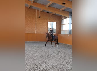 Niemiecki koń sportowy, Wałach, 11 lat, 175 cm, Ciemnokasztanowata