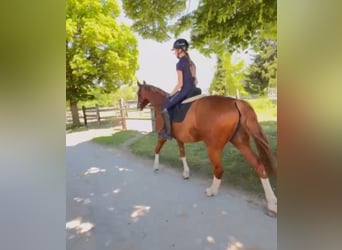 Niemiecki koń sportowy, Wałach, 12 lat, 165 cm, Kasztanowata