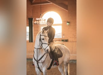 Niemiecki koń sportowy, Wałach, 12 lat, 165 cm, Siwa jabłkowita