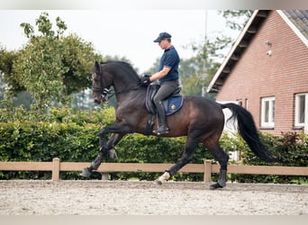 Niemiecki koń sportowy, Wałach, 12 lat, 168 cm, Ciemnogniada