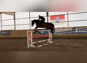 Niemiecki koń sportowy, Wałach, 12 lat, 170 cm, Gniada