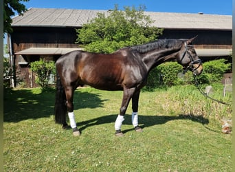 Niemiecki koń sportowy, Wałach, 12 lat, 170 cm, Skarogniada
