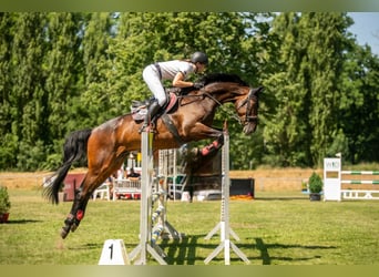 Niemiecki koń sportowy, Wałach, 12 lat, 171 cm, Ciemnogniada