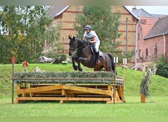 Niemiecki koń sportowy, Wałach, 12 lat, 171 cm, Ciemnogniada