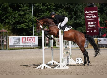 Niemiecki koń sportowy, Wałach, 12 lat, 173 cm, Gniada
