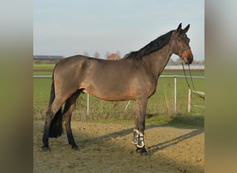 Niemiecki koń sportowy, Wałach, 12 lat, 175 cm, Gniada