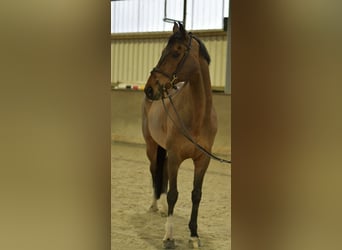 Niemiecki koń sportowy, Wałach, 13 lat, 167 cm, Gniada